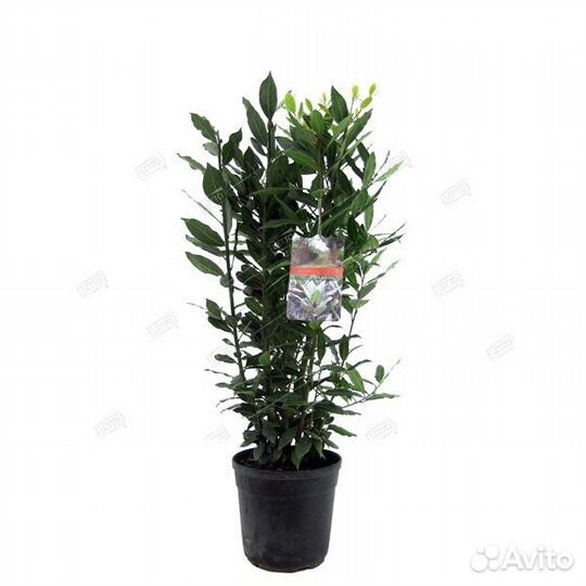 Лавр благородный Laurus nobilis 90/25