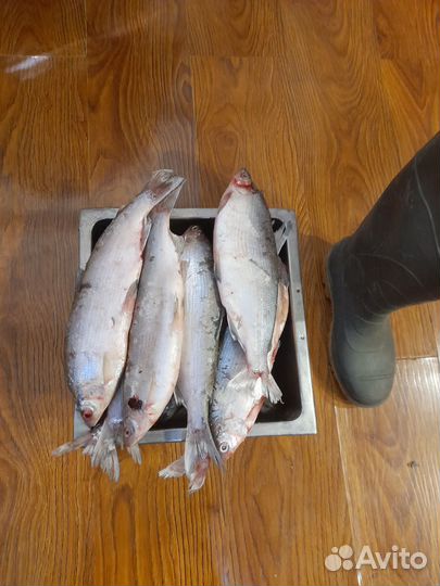 Рыба пелядь