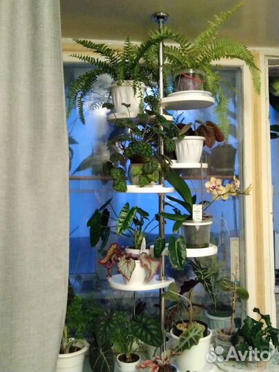 Комнатные растения