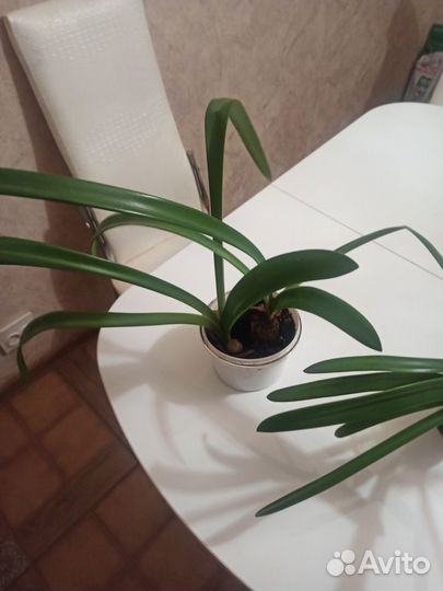 Гиппеаструм