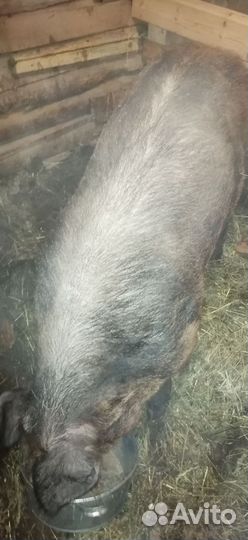 Хряк для случки