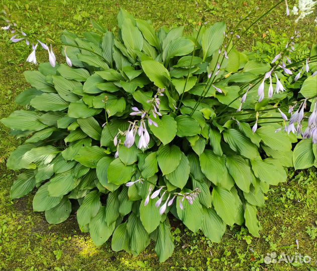 Хоста растение