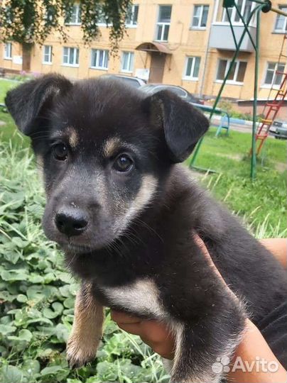Щенок в добрые руки