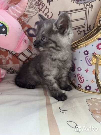 Котята от британской кошки ищут дом