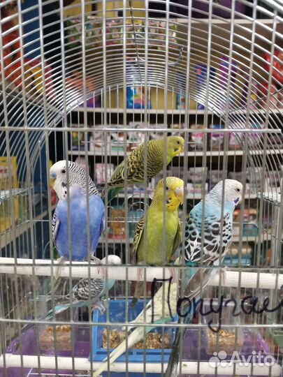 Волнистый попугай