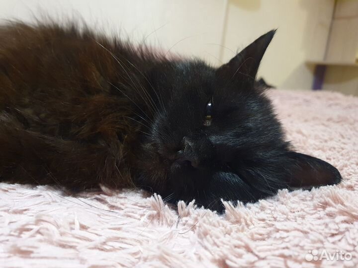 Брутальный кот ищет достойных хозяев