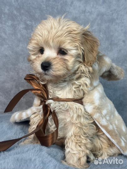 Щенки мальтипу