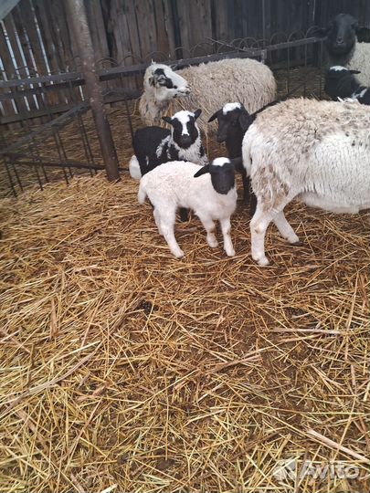 Ягнята