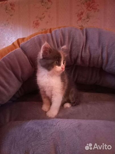 Лежанка для животных