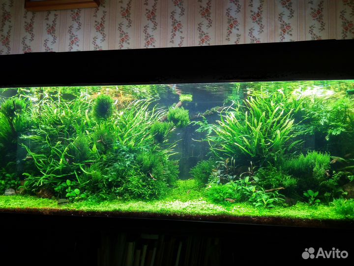 Аквариум