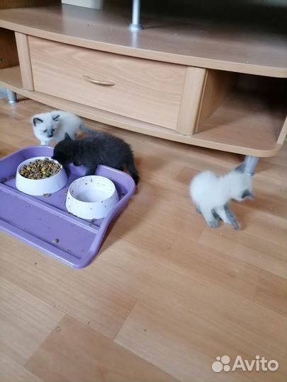 Котята в хорошие руки