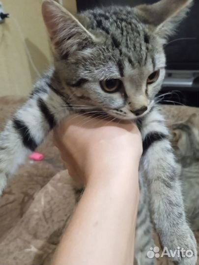 Кошка в дар