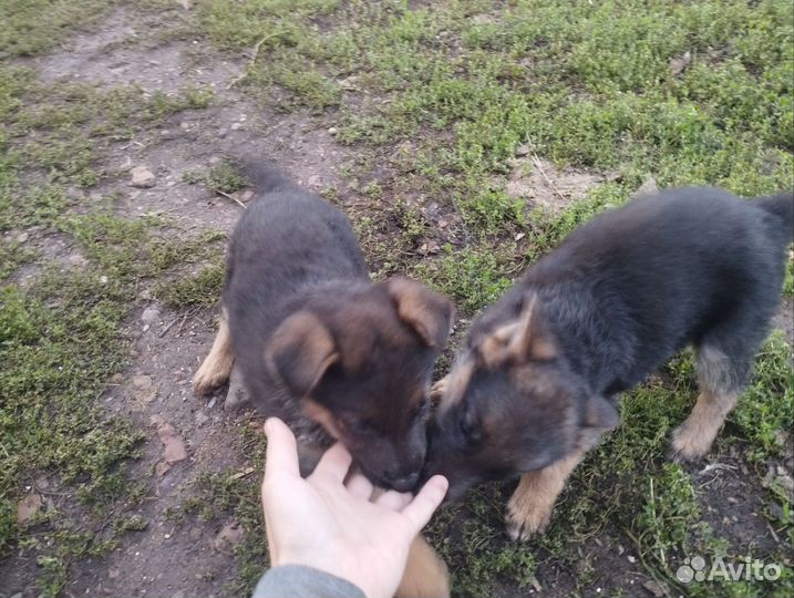Немецкая овчарка