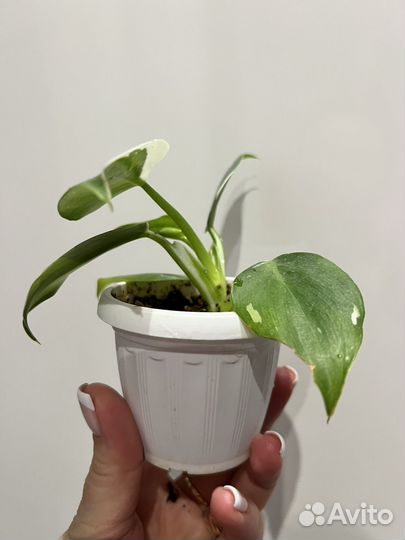 Филодендрон White wizard