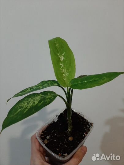 Диффенбахия