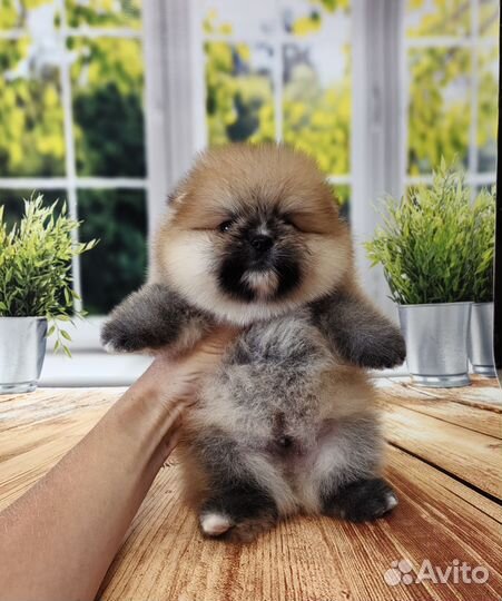 Малыши шпиц с документами