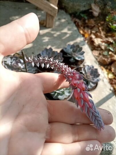 Продам эхеверии