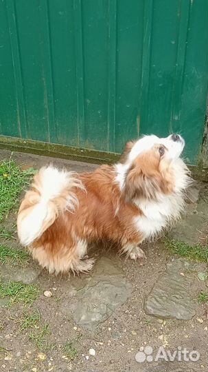 Бусинка, маленькая собачка для спокойных людей