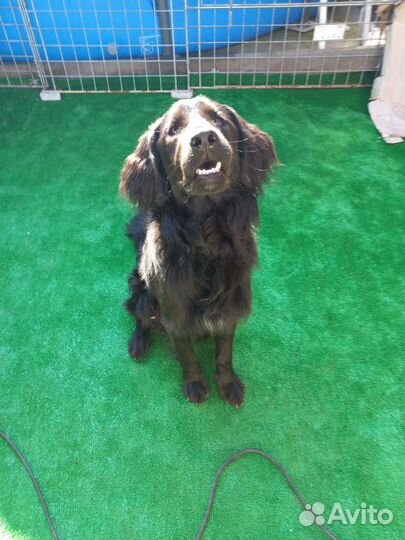 Найдена собака