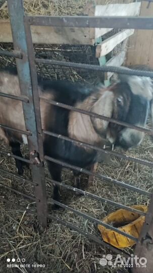 Нубийский козел