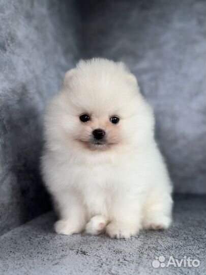 Померанский шпиц