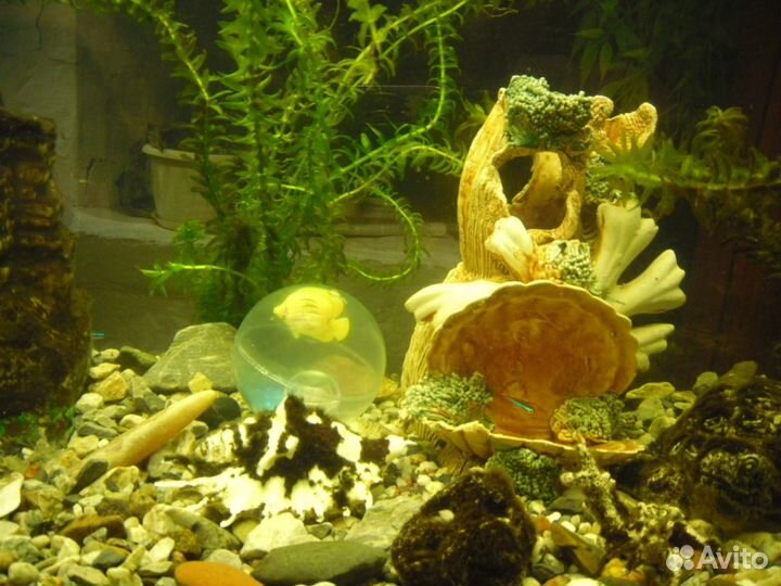 Аквариум