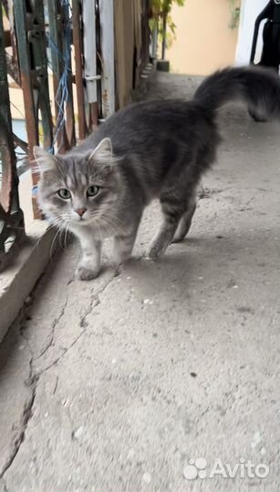 Кот в добрые руки