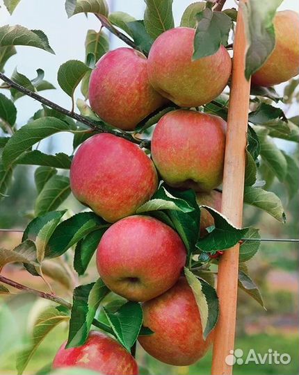 Питомник-С реализует колон. яблоню Останкино и др