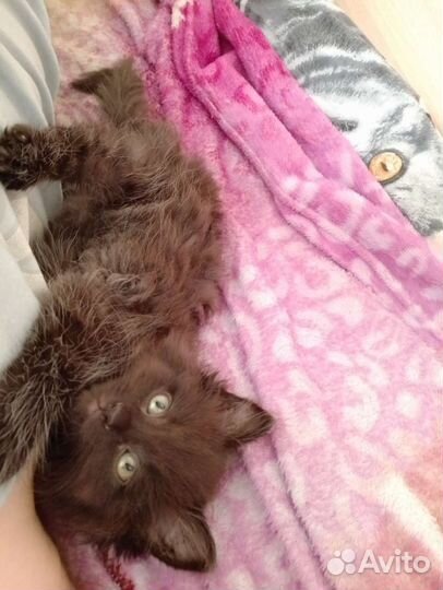 Девочка, 1,5 месяца