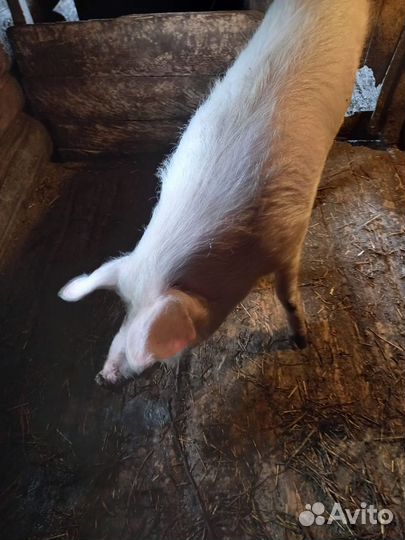 Продам хряка