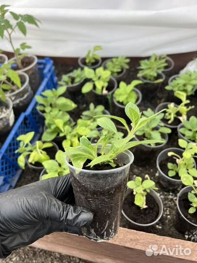 Петуния ампельная