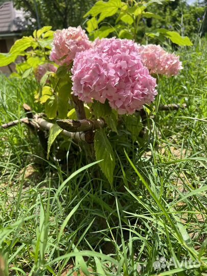 Гортензия куст 40см много цветов