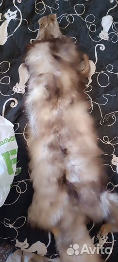 Меховые шкурки