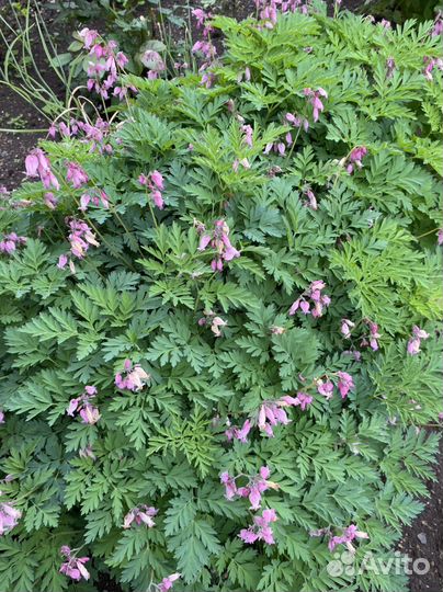 Бузульник и Дицентра