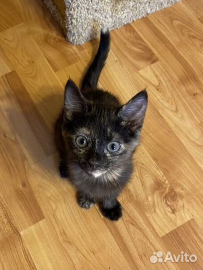 Котенок девочка в добрые руки