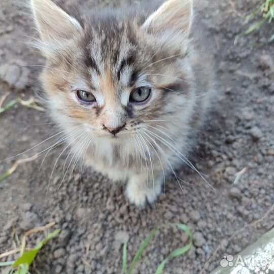 Котята от матери крысоловки