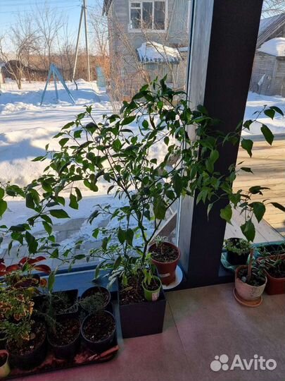 Перец колокольчик