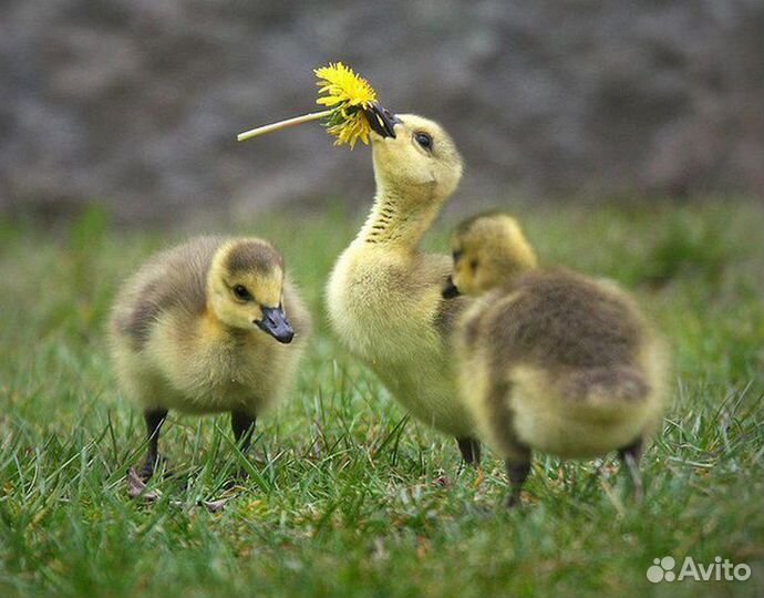 Суточные гусята