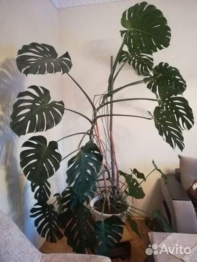 Комнатные цветы