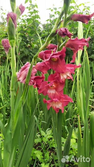 Цветы на срезку