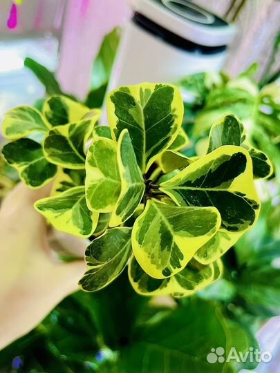 Фикус триангулярис вайт марджин