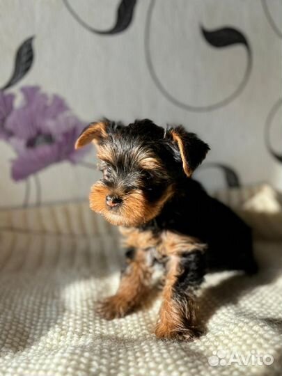 Йоркширский терьер мини щенки