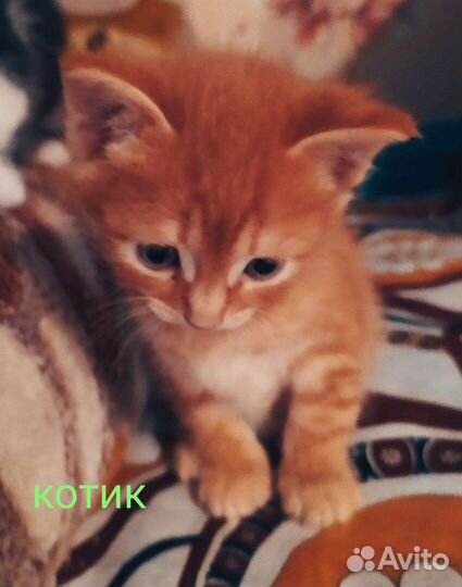 Девон Рекс метисы