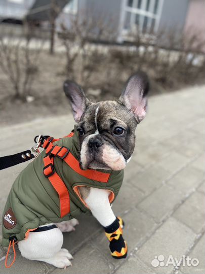 Одежда для собак