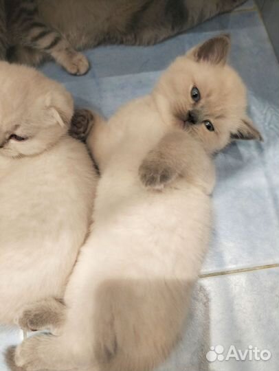Шотландские кошечки