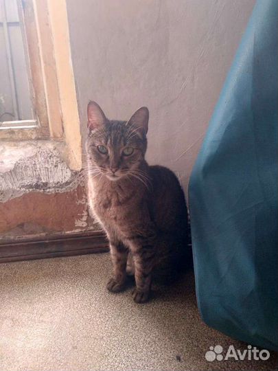 Кармический котик Плюх