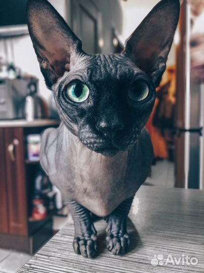 Канадский сфинкс вязка