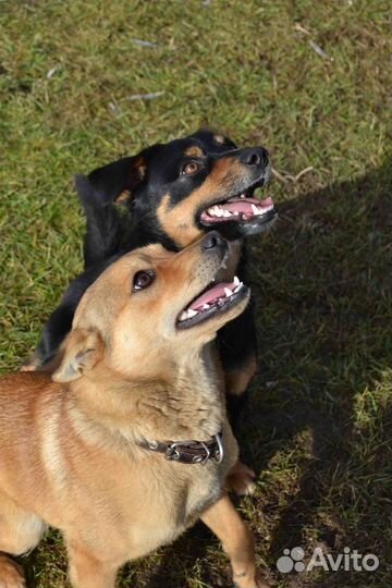 Выгульщик собак