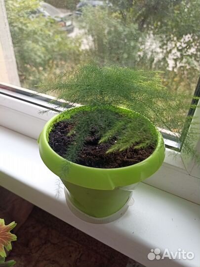 Аспарагус перистый