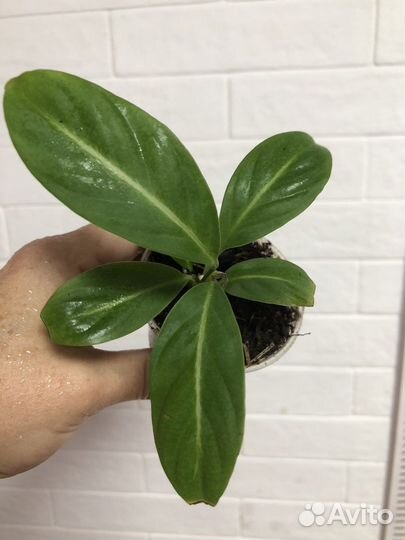 Спатифиллум флорибунда